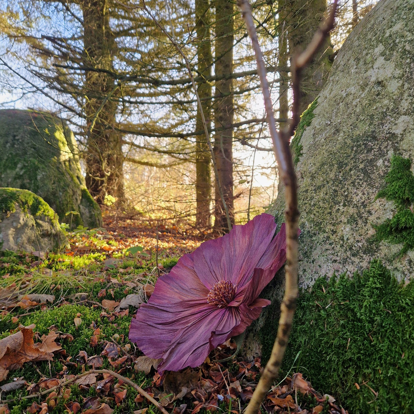 Vægblomst - Lavendel/cerise/lilla